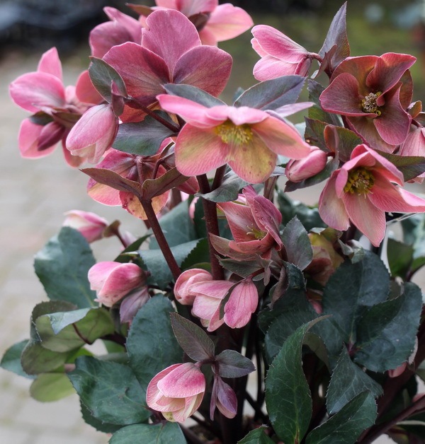 現品☆クリスマスローズ・HGC「ピンクフロスト」5号鉢【A】