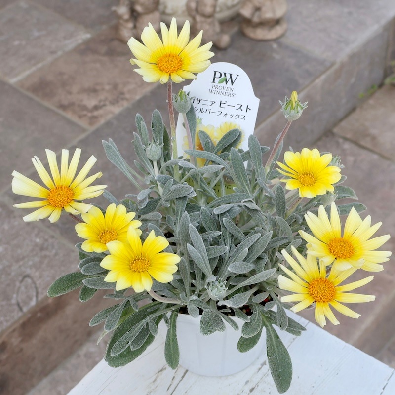 強くて美しいシルバーリーフ♪ガザニア・ビースト「シルバーフォックス」
