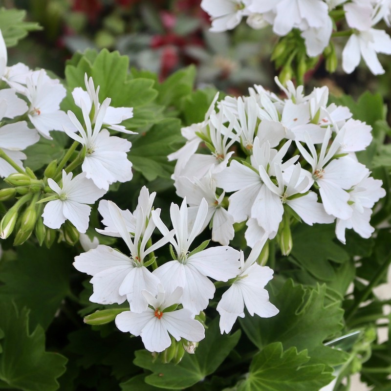 プレミアムな新品種☆ゼラニウム・スターリー「ピュアホワイト」【4.5