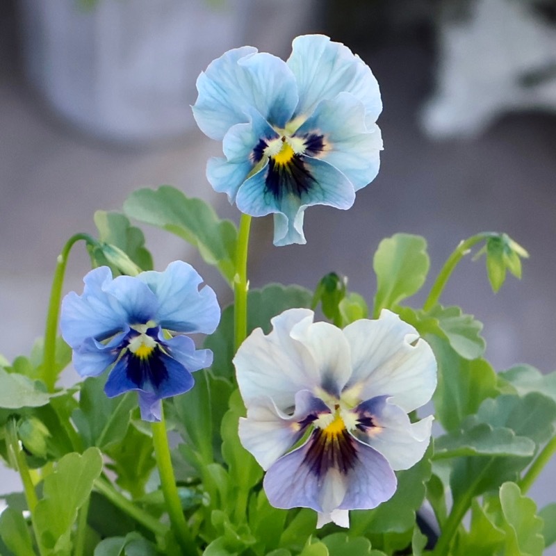 2025年☆石川園芸さんの小輪ビオラ「マイガール」お色お任せ♪