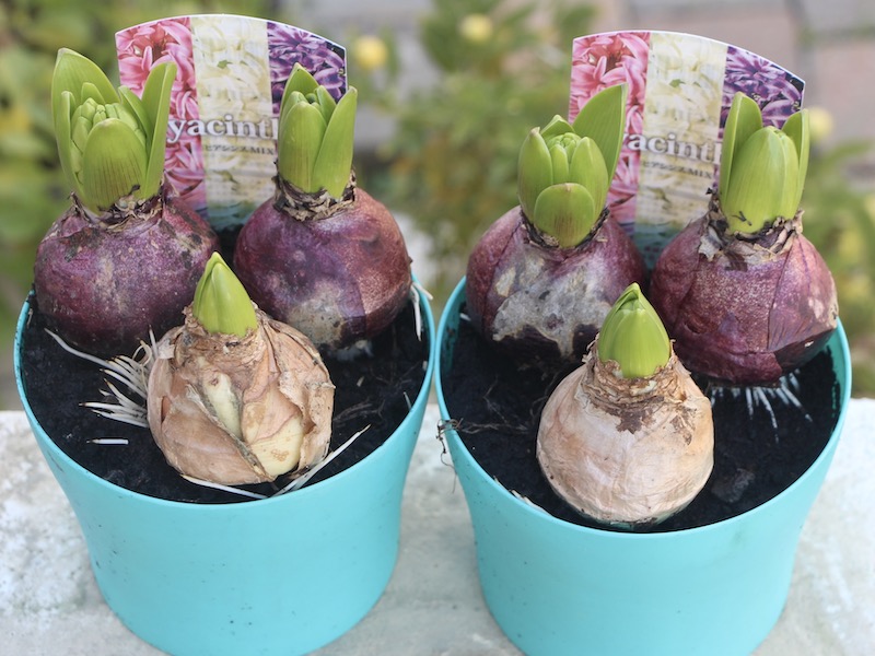 4号鉢】ヒヤシンスの芽出し球根☆ミックス3球植え