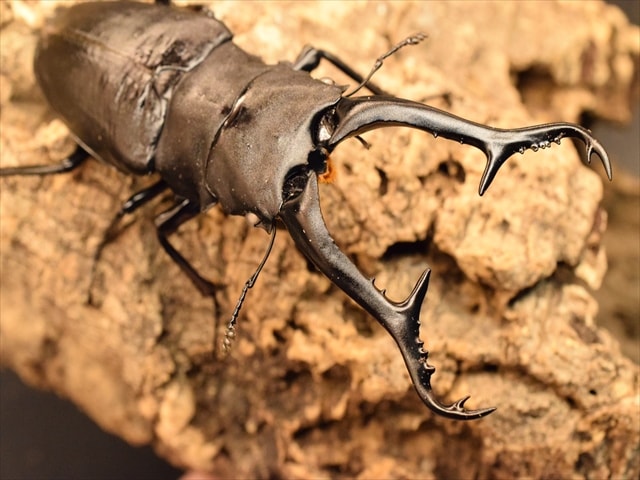 超LLサイズ】ギラファノコギリクワガタ114mmペア【ホワイトアイ血統