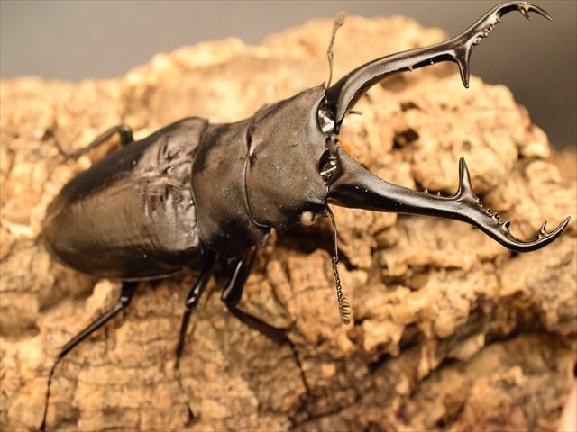 超LLサイズ】ギラファノコギリクワガタ114mmペア【ホワイトアイ血統