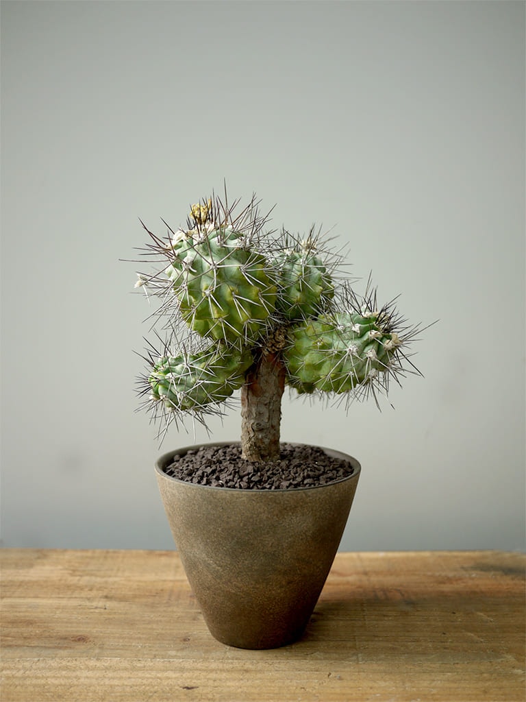 一点もの】サボテン 仙人閣 | スタイル,観葉植物 | レミルフォイユドゥ