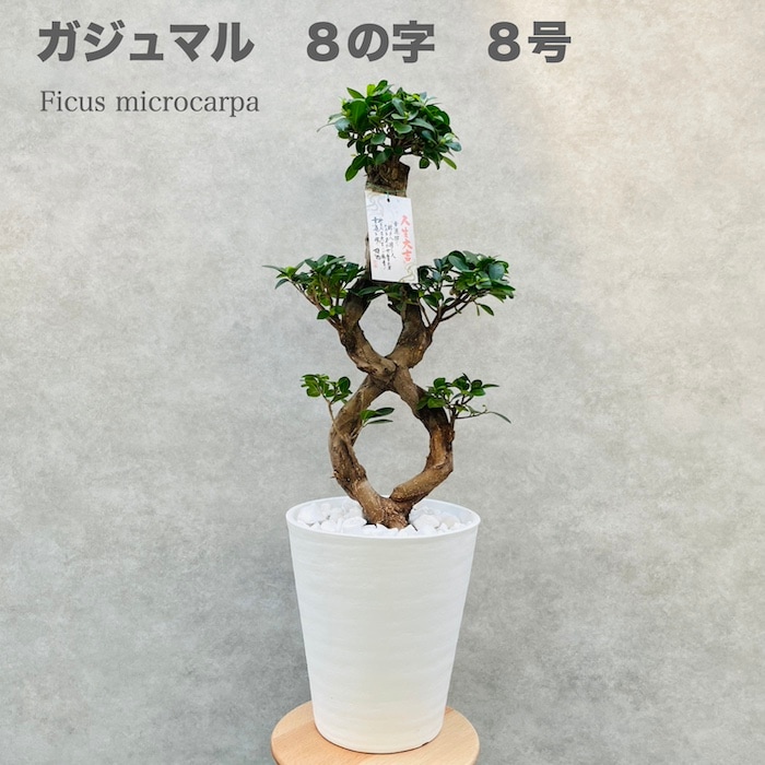 ガジュマル 八の字 8号鉢 末広がりの8の字 観葉植物 多幸の木 幸福を