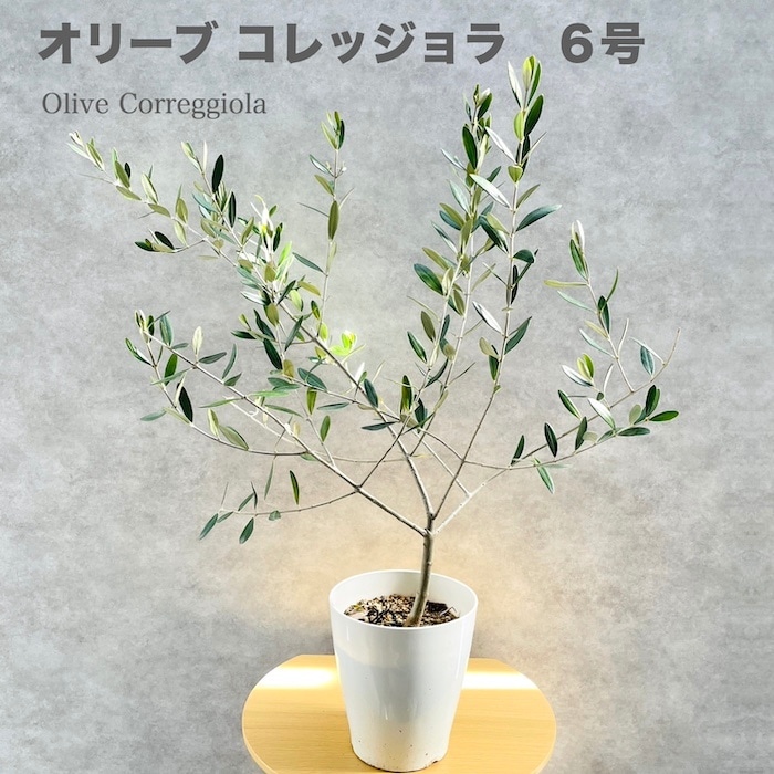 現品 オリーブの木 コレッジョラ 6号鉢苗 鉢底から95cm程度 開帳型