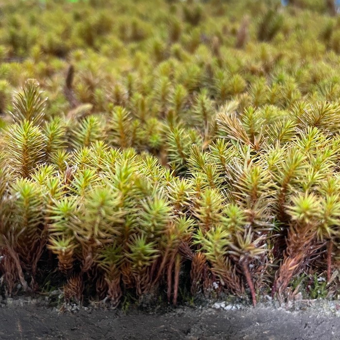 スギゴケ 杉苔 約0.8平米分 36cm×27cm 8枚入り 苔 コケ 庭園苔 日本