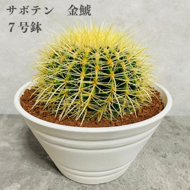 サボテンの王様 金鯱 7号鉢 大型 観葉植物 多肉植物 金シャチ おしゃれ