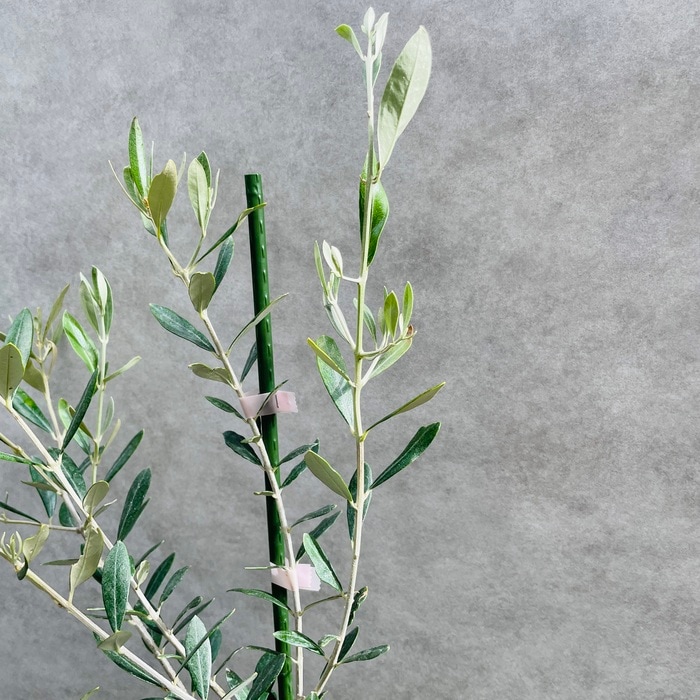 オリーブの木 ミッション 6号鉢苗 鉢底から90cm程度 直立型 シンボル