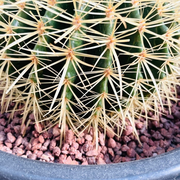 サボテンの王様 金鯱 8号鉢 大型 観葉植物 多肉植物 金シャチ おしゃれ