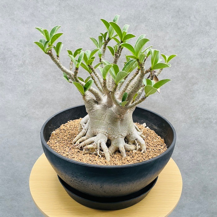 現品 アデニウム アラビカム 大型株 高さ25cm 10号鉢 砂漠のバラ 多肉