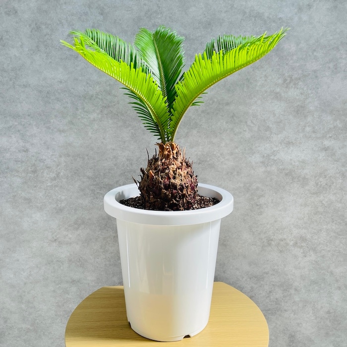 観葉植物 ソテツ 蘇鉄 8号鉢苗 大型種類 大きい 鉢植え 和風 和室 南国