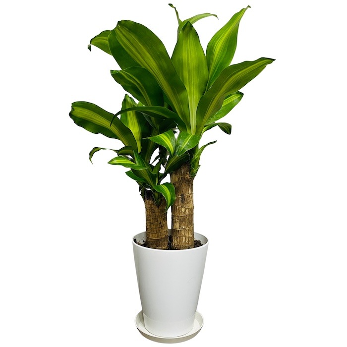 20_000000001483.jpg?1745287258