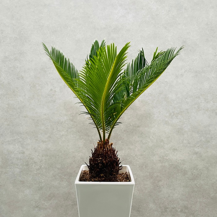 観葉植物 ソテツ 蘇鉄 6号スクエア鉢苗 大型 大きい 鉢植え 和風 和室