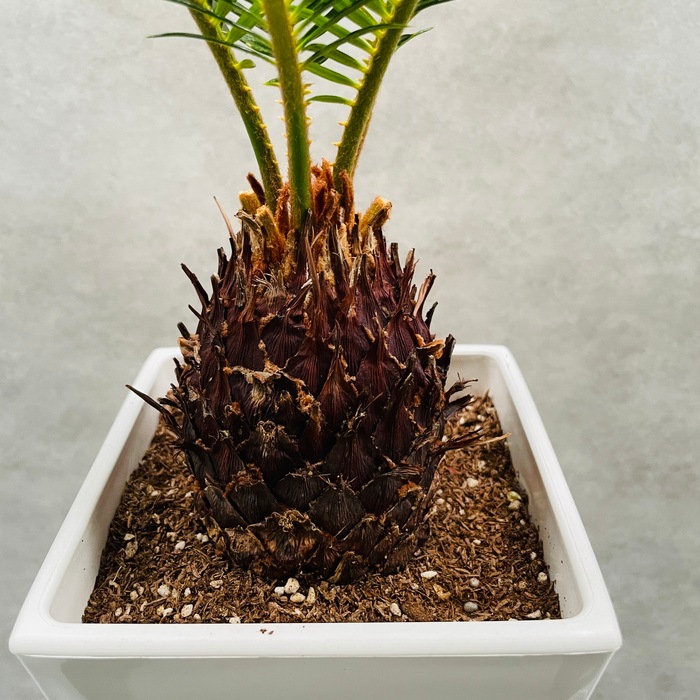観葉植物 ソテツ 蘇鉄 6号スクエア鉢苗 大型 大きい 鉢植え 和風 和室