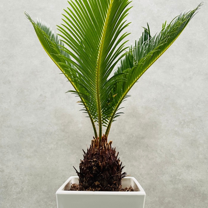 観葉植物 ソテツ 蘇鉄 6号スクエア鉢苗 大型 大きい 鉢植え 和風 和室