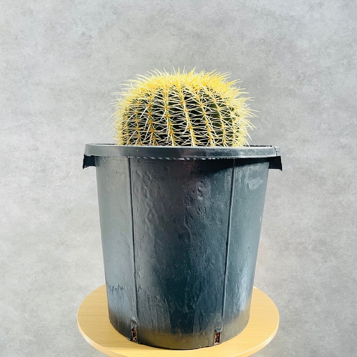 1_000000001192.jpg?1714724351