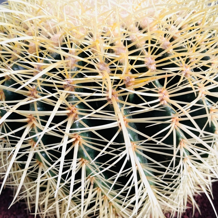 サボテンの王様 金鯱 12号鉢 大型 特大 観葉植物 多肉植物 金シャチ