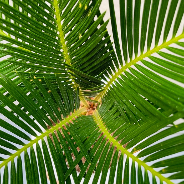 観葉植物 ソテツ 蘇鉄 6号鉢苗 縁起物 庭木 鉢植え 和風 和室 南国