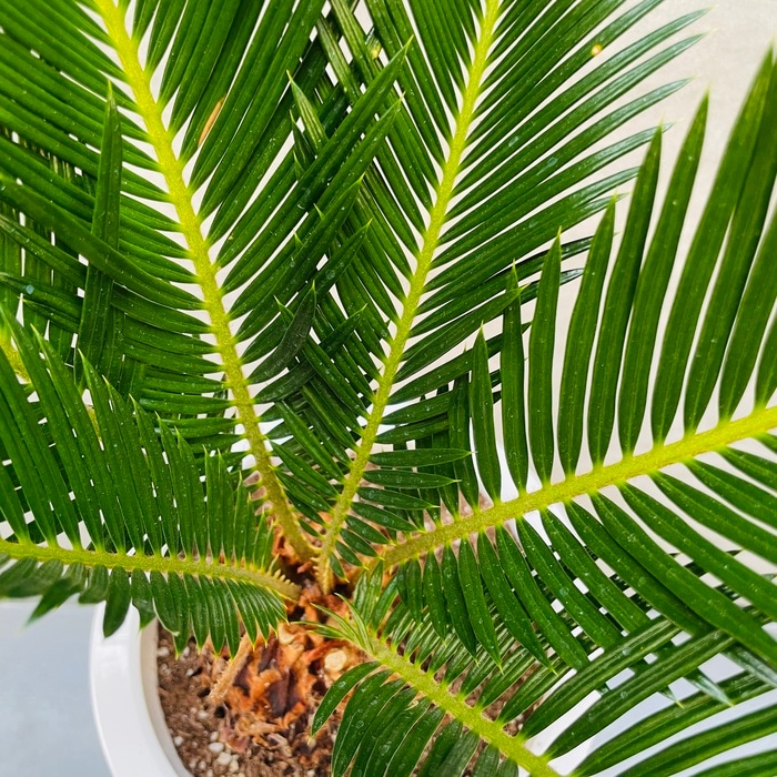 観葉植物 ソテツ 蘇鉄 7号鉢苗 大型 大きい 鉢植え 和風 和室 南国