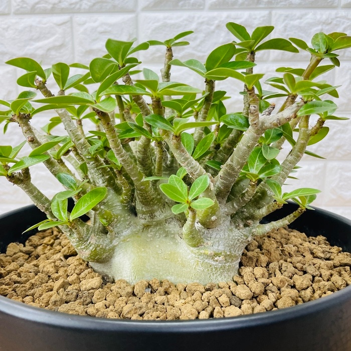 現品 アデニウム アラビカム 10号鉢株 大型 砂漠のバラ 多肉植物 塊根