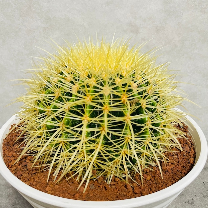 サボテンの王様 金鯱 7号鉢 大型 観葉植物 多肉植物 金シャチ おしゃれ