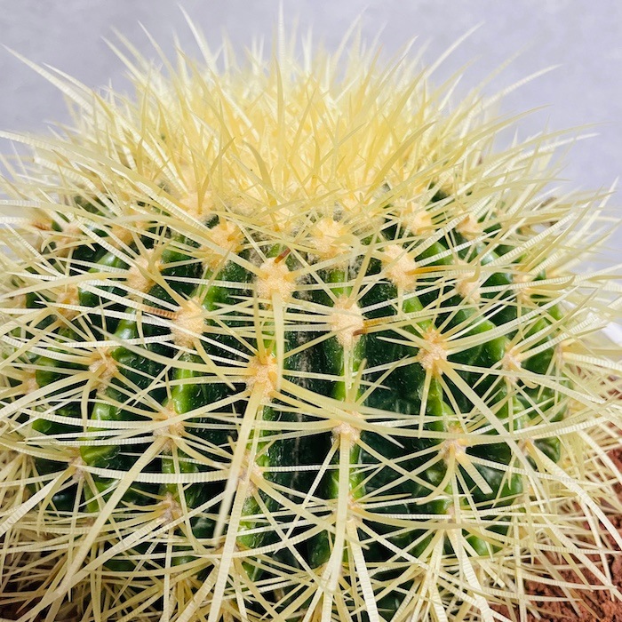 サボテンの王様 金鯱 7号鉢 大型 観葉植物 多肉植物 金シャチ おしゃれ