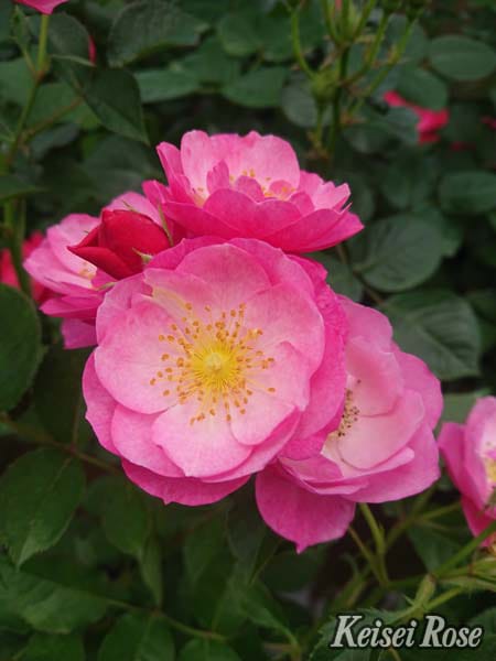 恋こがれ(大苗）7号鉢植え バラ苗 フロリバンダローズ（中輪房咲き系