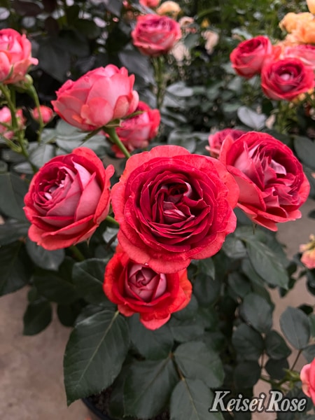 ピュール（大苗）7号鉢植え バラ苗 ロサ・オリエンティス プログレッシ