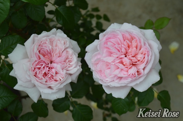 バラ苗 Roses,樹形や花色・花の大きさから選ぶ,木立性（ブッシュ樹形