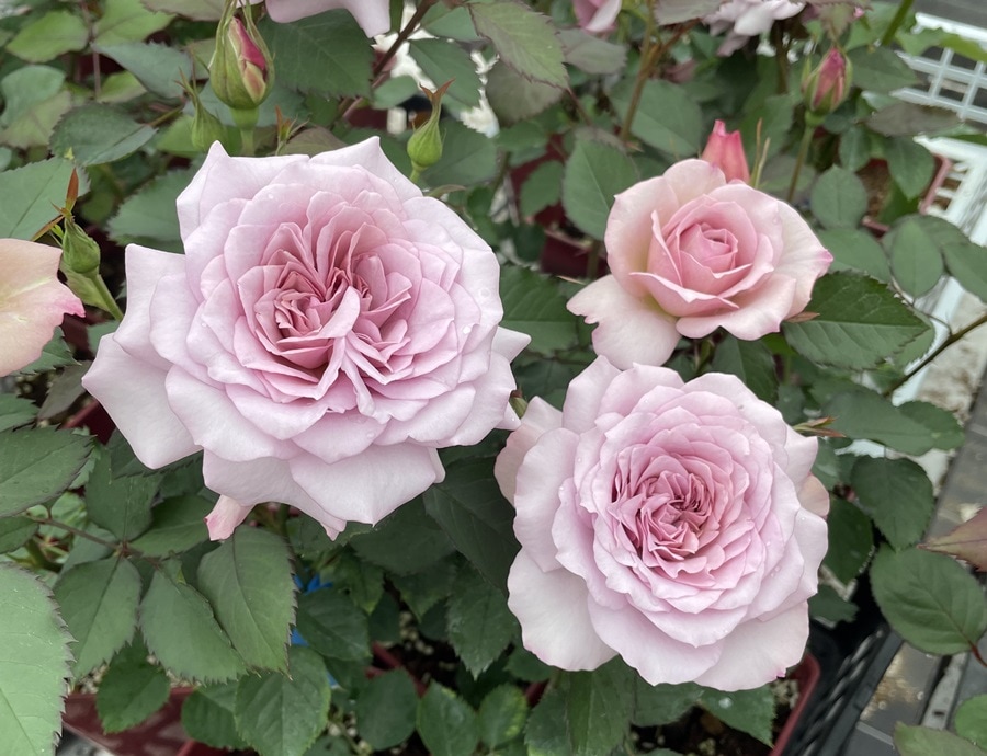 ウンディーネ（大苗）7号鉢植え バラ苗 ロサ・オリエンティス ノヴァ