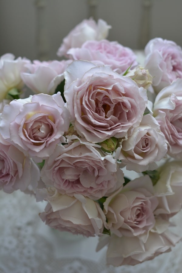 シュシュ（大苗）7号鉢植え バラ苗 《農林水産省 登録品種》 河本バラ