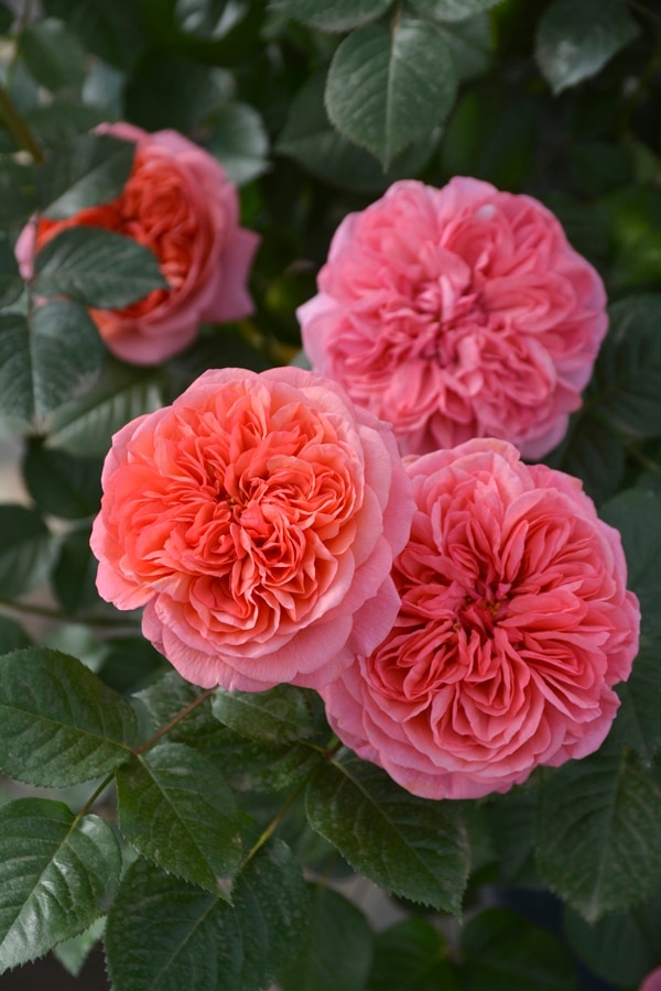 ライフ（大苗）7号鉢植え バラ苗 ロサ・オリエンティス プログレッシオ