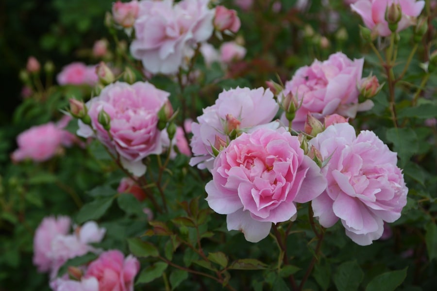 スーパーエクセルサ（大苗）7号鉢植え バラ苗 Super Ecelsa ピンク