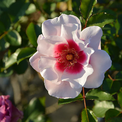 ホワイト・クリスマス（大苗）7号鉢植え バラ苗 四季咲き大輪系