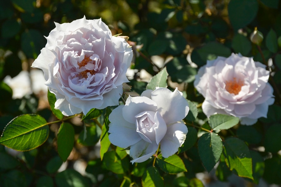 ポルト・ブルー（大苗予約）7号鉢植え バラ苗 ロサ・オリエンティス