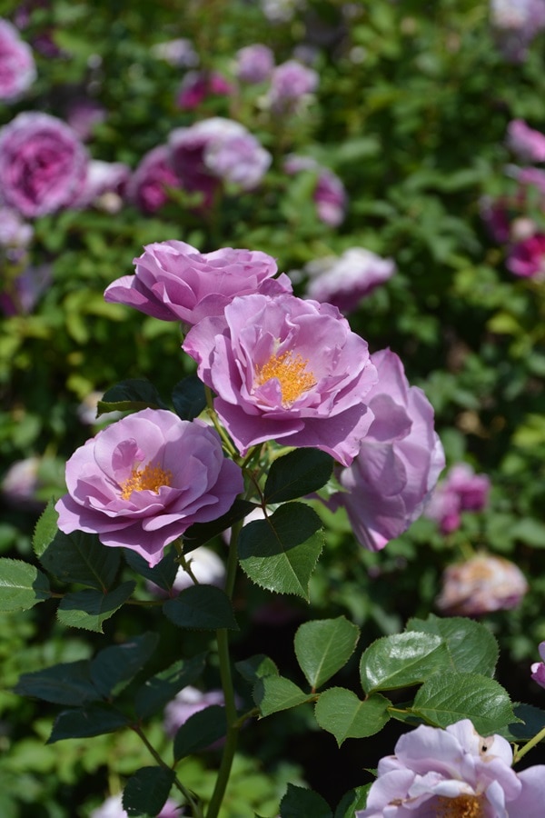 紫の上（大苗）7号鉢植え バラ苗 ロサ・オリエンティス プログレッシオ