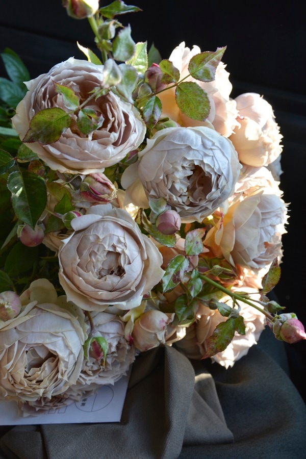 葵の上（大苗）7号鉢植え バラ苗予約 ロサ・オリエンティス