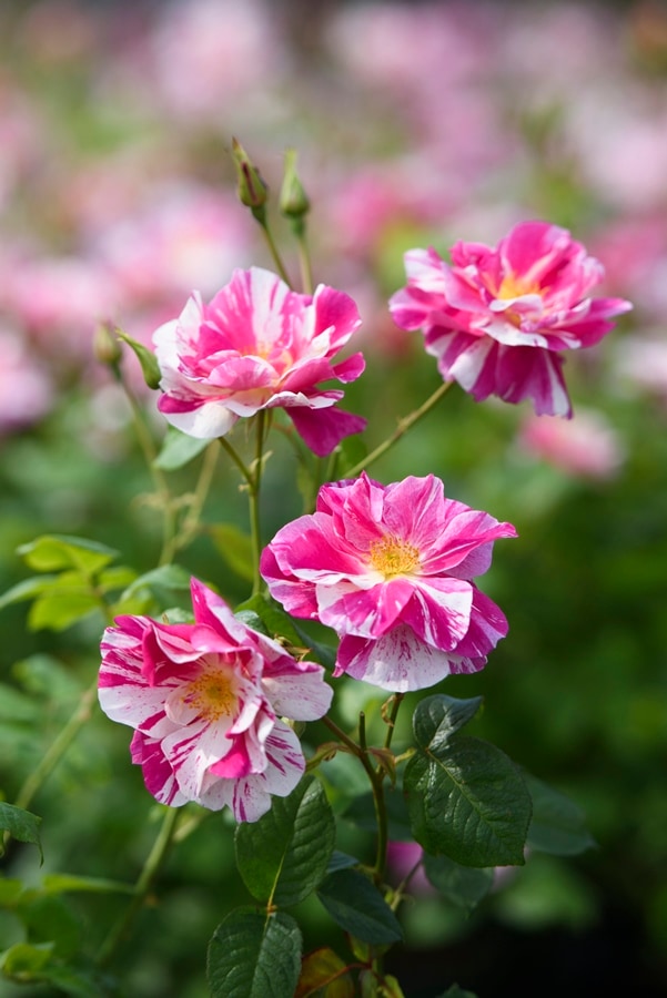 ブルー・ムーン・ストーン（大苗）7号鉢植え 四季咲き バラ苗 《農林