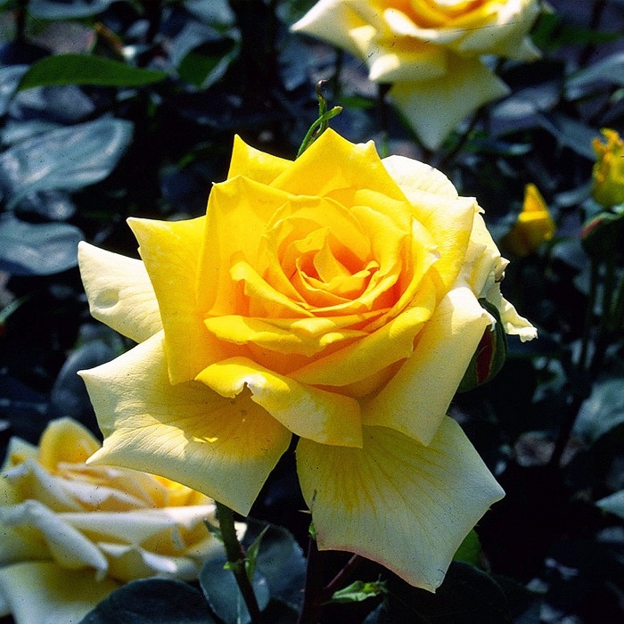 金閣（大苗）7号鉢植え バラ苗 四季咲き大輪系（ハイブリッドティー