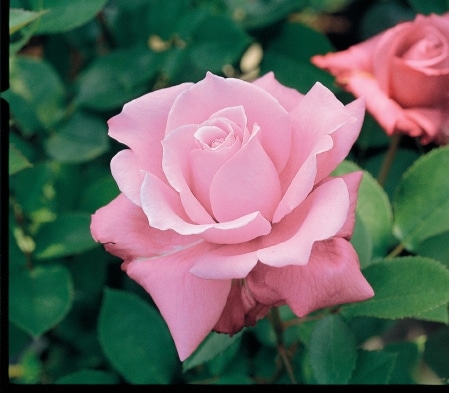 ブルー・パフューム（大苗）7号鉢植え バラ苗 四季咲き大輪系