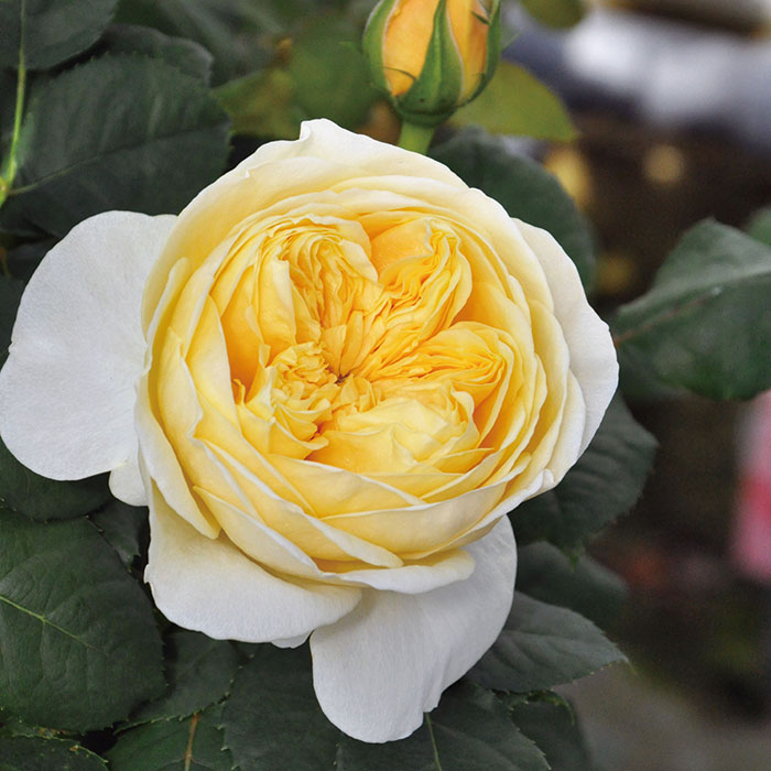 ジャンヌ・ダルク（大苗）7号鉢植え バラ苗 《農林水産省 登録品種