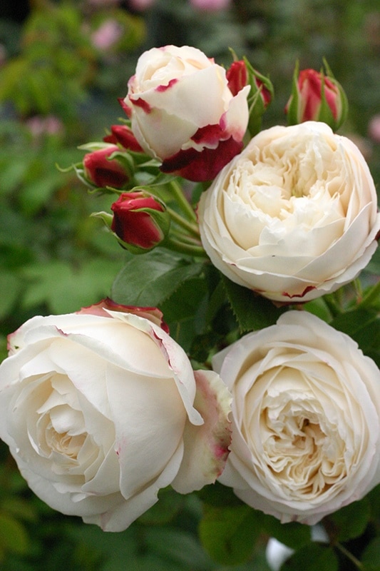 マリーアン・ドゥ・ラマルティーヌ （大苗）7号鉢植え バラ苗 《農林