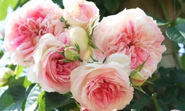 アミ・ロマンティカ（大苗）7号鉢植え バラ苗 《農林水産省 登録品種