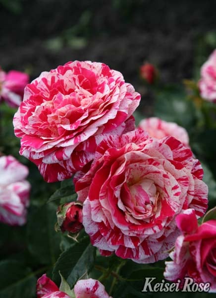 トイ・トイ・トイ！（大苗）7号鉢植え バラ苗 《農林水産省 登録品種