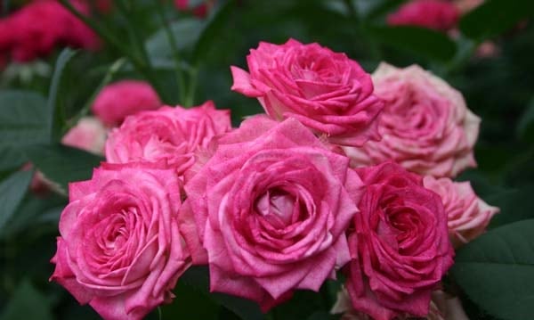 デュエット・バルコニア（大苗）7号鉢植え バラ苗 《農林水産省 登録