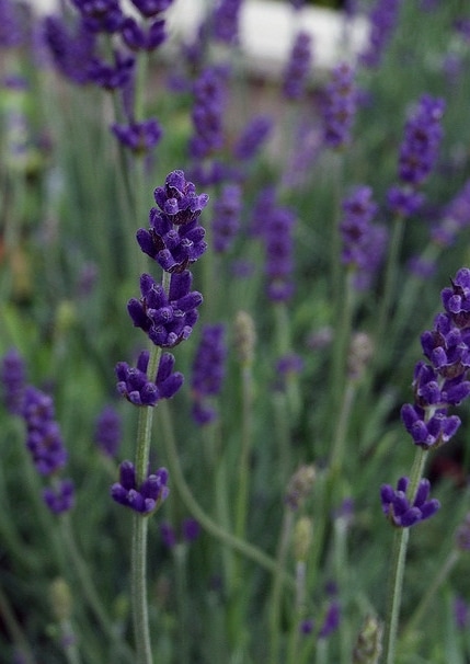 ラベンダー・ロング ホワイト（ラバンディン） ハーブ苗 白花 | ハーブ