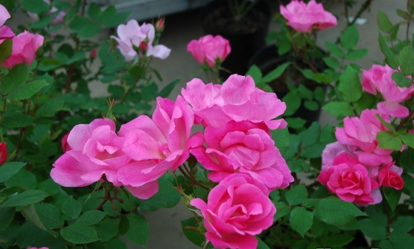 ピンク・ノック・アウト（大苗）7号鉢植え バラ苗 《農林水産省 登録