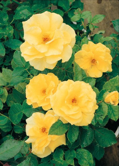 フリージア（大苗）7号鉢植え バラ苗 四季咲き中輪房咲き系