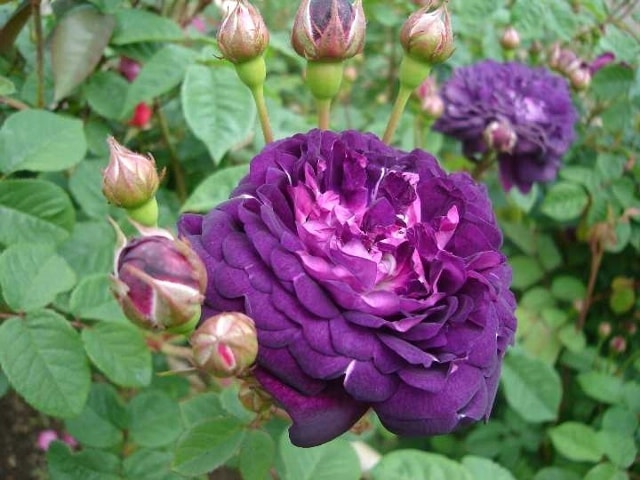 カーディナル・ドゥ・リシュリュー（大苗）7号鉢植え バラ苗 オールド